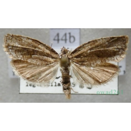 Syndemis musculana (Hübner, 1799) Slovakia44b